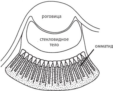 Иллюстрация к книге — Восхождение на гору Невероятности [i_066.jpg]