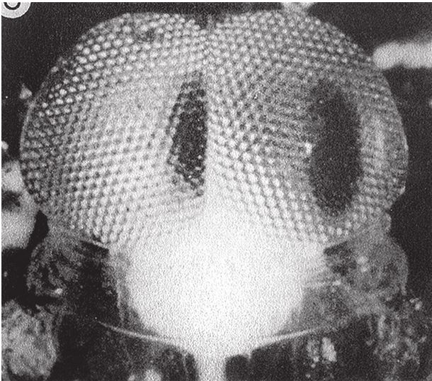 Иллюстрация к книге — Восхождение на гору Невероятности [i_068.jpg]