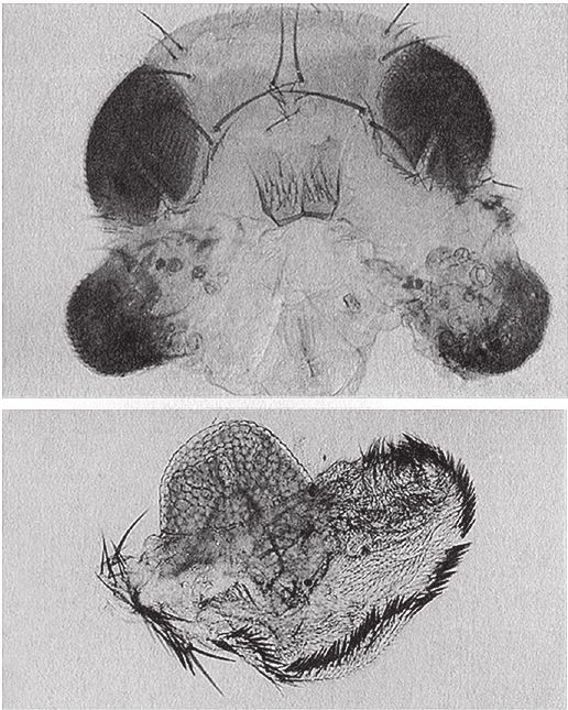 Иллюстрация к книге — Восхождение на гору Невероятности [i_072.jpg]
