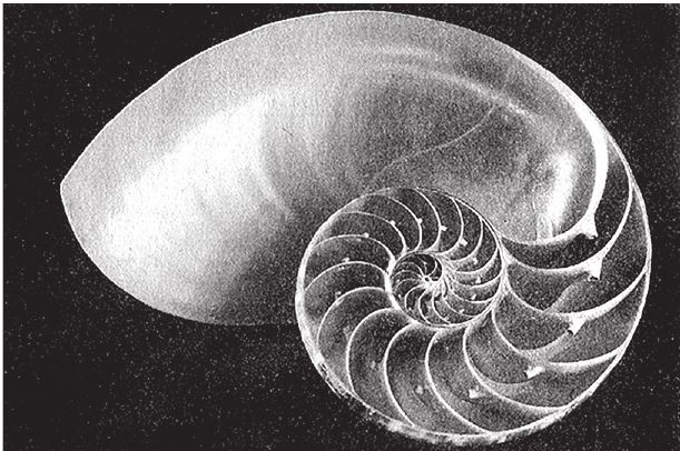 Иллюстрация к книге — Восхождение на гору Невероятности [i_076.jpg]