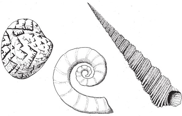 Иллюстрация к книге — Восхождение на гору Невероятности [i_079.jpg]