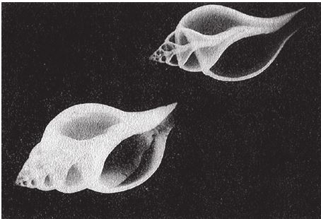 Иллюстрация к книге — Восхождение на гору Невероятности [i_082.jpg]