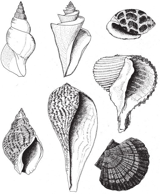 Иллюстрация к книге — Восхождение на гору Невероятности [i_085.jpg]