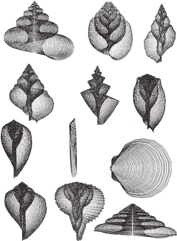 Иллюстрация к книге — Восхождение на гору Невероятности [i_086.jpg]