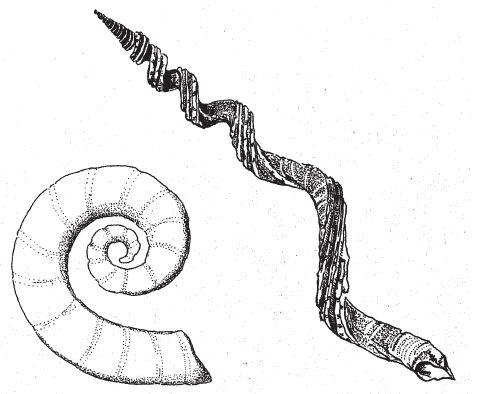 Иллюстрация к книге — Восхождение на гору Невероятности [i_090.jpg]