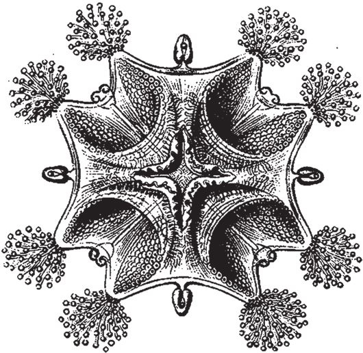 Иллюстрация к книге — Восхождение на гору Невероятности [i_094.jpg]