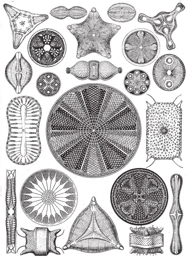 Иллюстрация к книге — Восхождение на гору Невероятности [i_096.jpg]