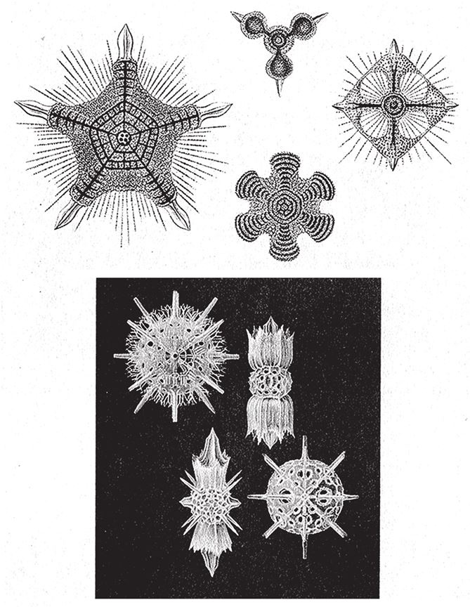 Иллюстрация к книге — Восхождение на гору Невероятности [i_097.jpg]