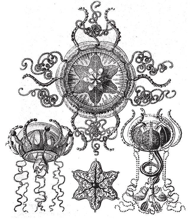 Иллюстрация к книге — Восхождение на гору Невероятности [i_099.jpg]