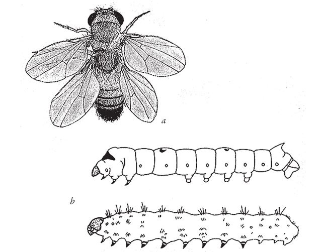 Иллюстрация к книге — Восхождение на гору Невероятности [i_109.jpg]