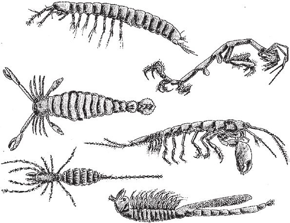Иллюстрация к книге — Восхождение на гору Невероятности [i_111.jpg]
