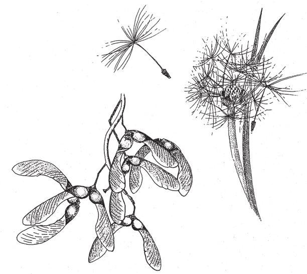 Иллюстрация к книге — Восхождение на гору Невероятности [i_117.jpg]