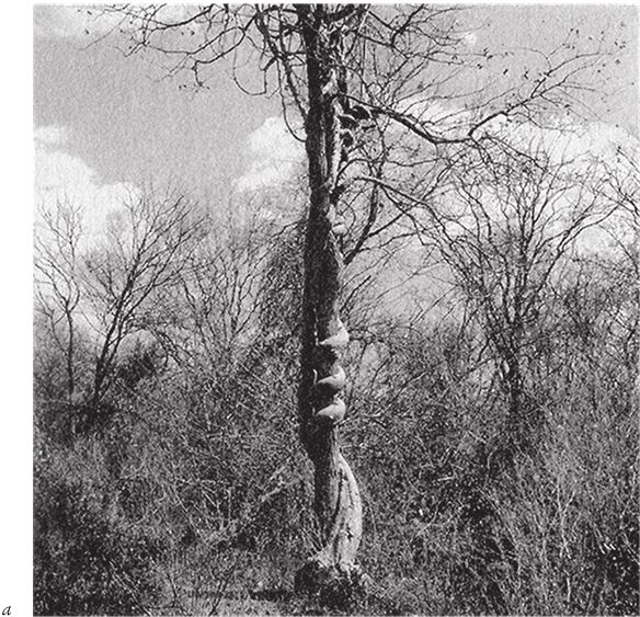 Иллюстрация к книге — Восхождение на гору Невероятности [i_127.jpg]