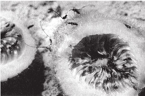 Иллюстрация к книге — Восхождение на гору Невероятности [i_130.jpg]