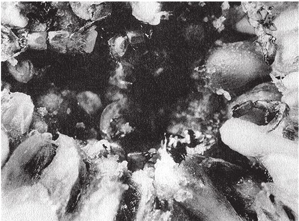 Иллюстрация к книге — Восхождение на гору Невероятности [i_132.jpg]