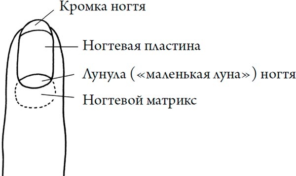 Иллюстрация к книге — Человек Противный [i_167.jpg]