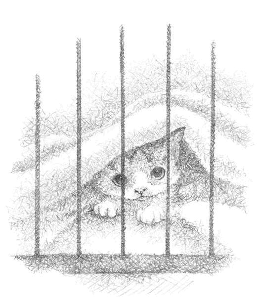 Иллюстрация к книге — Котёнок Чарли, или Хвостатый бродяга [i_005.jpg]