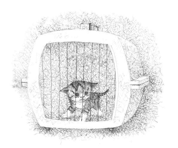 Иллюстрация к книге — Котёнок Чарли, или Хвостатый бродяга [i_008.jpg]