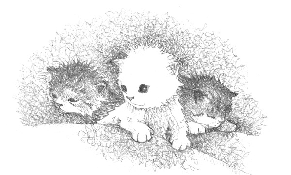 Иллюстрация к книге — Котёнок Стенли, или Настоящий клад [block_00114427.jpg]