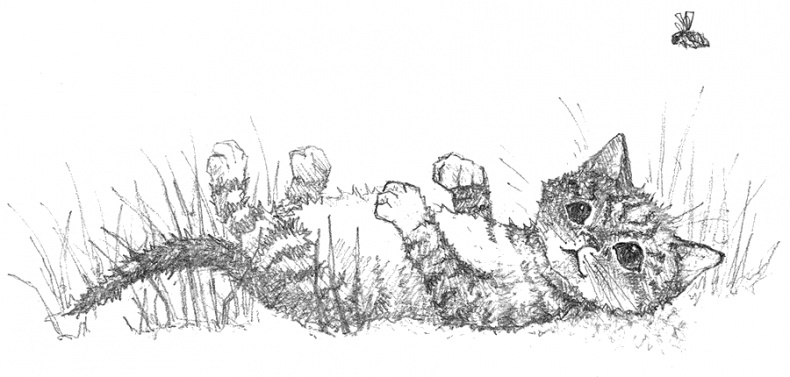 Иллюстрация к книге — Котёнок Тигр, или Искатель приключений [i_020.jpg]