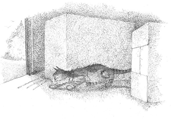 Иллюстрация к книге — Котёнок Клео, или Путешествие непоседы [i_016.jpg]