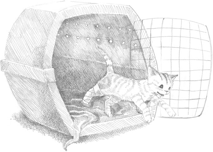 Иллюстрация к книге — Котёнок Сильвер, или Полосатый храбрец [_17.jpg]