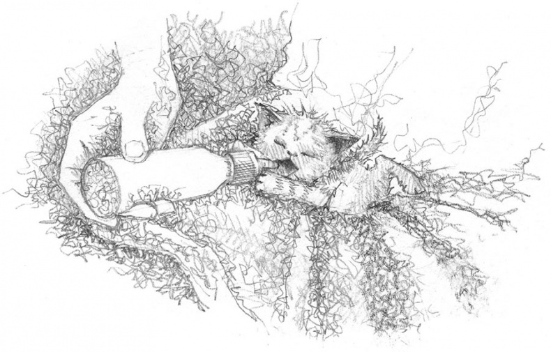 Иллюстрация к книге — Котёнок Веснушка, или Как научиться помогать [i_014.jpg]