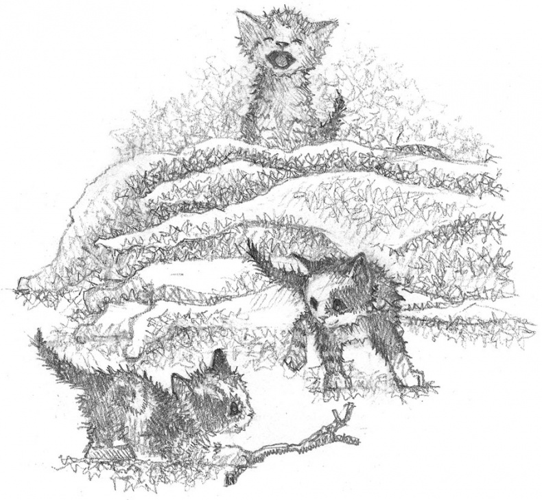 Иллюстрация к книге — Котёнок Веснушка, или Как научиться помогать [i_034.jpg]