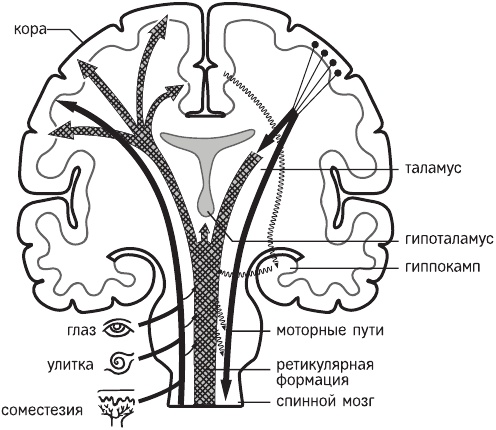 Иллюстрация к книге — Красная таблетка-2. Вся правда об успехе [i_003.jpg]