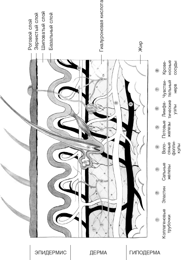 Иллюстрация к книге — Кожа: орган, в котором я живу [i_001.jpg]
