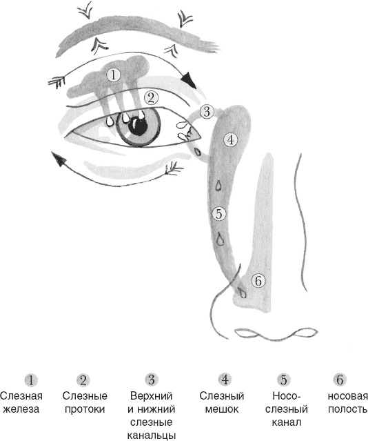 Иллюстрация к книге — Кожа: орган, в котором я живу [i_060.jpg]