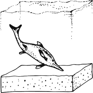 Иллюстрация к книге — Палеонтология антрополога. Книга 1. Докембрий и палеозой [i_001.jpg]