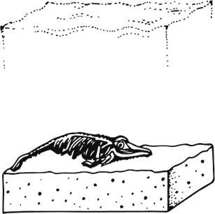 Иллюстрация к книге — Палеонтология антрополога. Книга 1. Докембрий и палеозой [i_002.jpg]