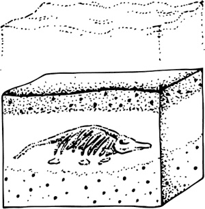 Иллюстрация к книге — Палеонтология антрополога. Книга 1. Докембрий и палеозой [i_004.jpg]