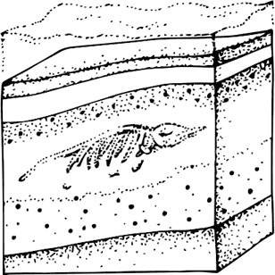 Иллюстрация к книге — Палеонтология антрополога. Книга 1. Докембрий и палеозой [i_005.jpg]