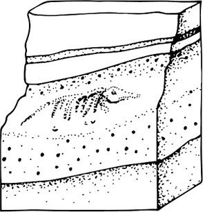 Иллюстрация к книге — Палеонтология антрополога. Книга 1. Докембрий и палеозой [i_006.jpg]