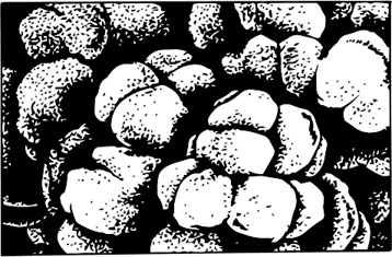 Иллюстрация к книге — Палеонтология антрополога. Книга 1. Докембрий и палеозой [i_011.jpg]