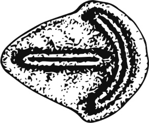 Иллюстрация к книге — Палеонтология антрополога. Книга 1. Докембрий и палеозой [i_023.jpg]