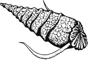 Иллюстрация к книге — Палеонтология антрополога. Книга 1. Докембрий и палеозой [i_029.jpg]