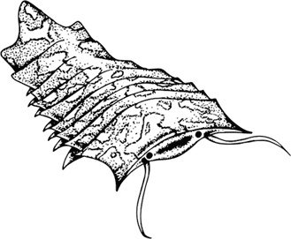 Иллюстрация к книге — Палеонтология антрополога. Книга 1. Докембрий и палеозой [i_034.jpg]