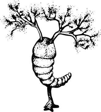 Иллюстрация к книге — Палеонтология антрополога. Книга 1. Докембрий и палеозой [i_035.jpg]