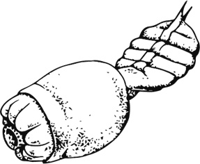 Иллюстрация к книге — Палеонтология антрополога. Книга 1. Докембрий и палеозой [i_036.jpg]