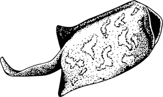 Иллюстрация к книге — Палеонтология антрополога. Книга 1. Докембрий и палеозой [i_037.jpg]