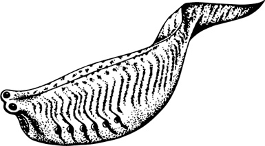 Иллюстрация к книге — Палеонтология антрополога. Книга 1. Докембрий и палеозой [i_041.jpg]