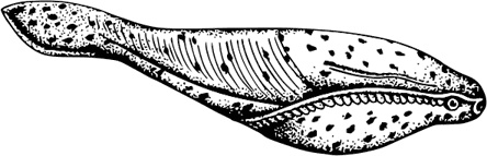 Иллюстрация к книге — Палеонтология антрополога. Книга 1. Докембрий и палеозой [i_044.jpg]