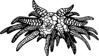 Иллюстрация к книге — Палеонтология антрополога. Книга 1. Докембрий и палеозой [i_046.jpg]