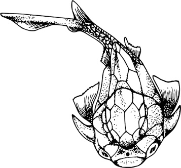 Иллюстрация к книге — Палеонтология антрополога. Книга 1. Докембрий и палеозой [i_048.jpg]