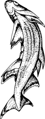 Иллюстрация к книге — Палеонтология антрополога. Книга 1. Докембрий и палеозой [i_051.jpg]