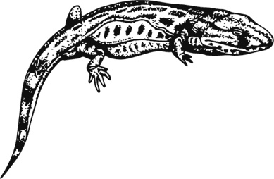 Иллюстрация к книге — Палеонтология антрополога. Книга 1. Докембрий и палеозой [i_061.jpg]