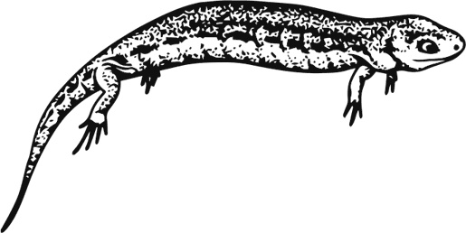 Иллюстрация к книге — Палеонтология антрополога. Книга 1. Докембрий и палеозой [i_064.jpg]